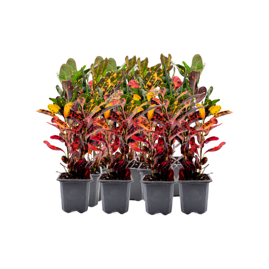 10-PK of Croton Mammy - Codiaeum Variegatum Live Plant in 3-inch Pot, Vibrant Colorful Tropical Houseplant (10 Count)
