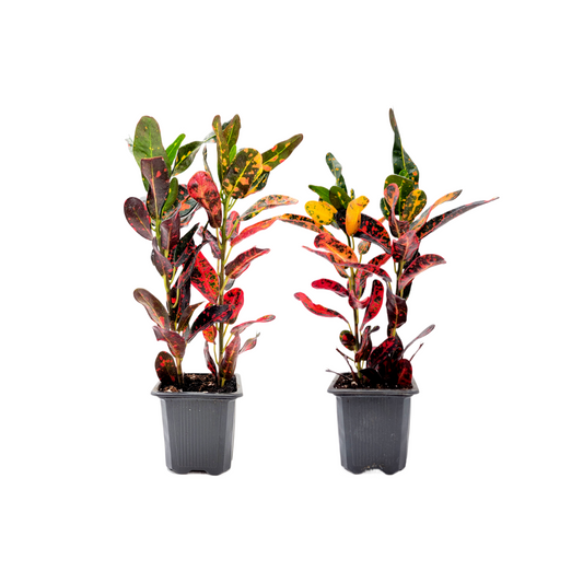 2-PK of Croton Mammy - Codiaeum Variegatum Live Plant in 3-inch Pot, Vibrant Colorful Tropical Houseplant (2 Count)