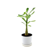 Load image into Gallery viewer, Desert Rose Plant, Adenium obesum, Succulent, Flowering Plant, 4.5” White Décor Pot
