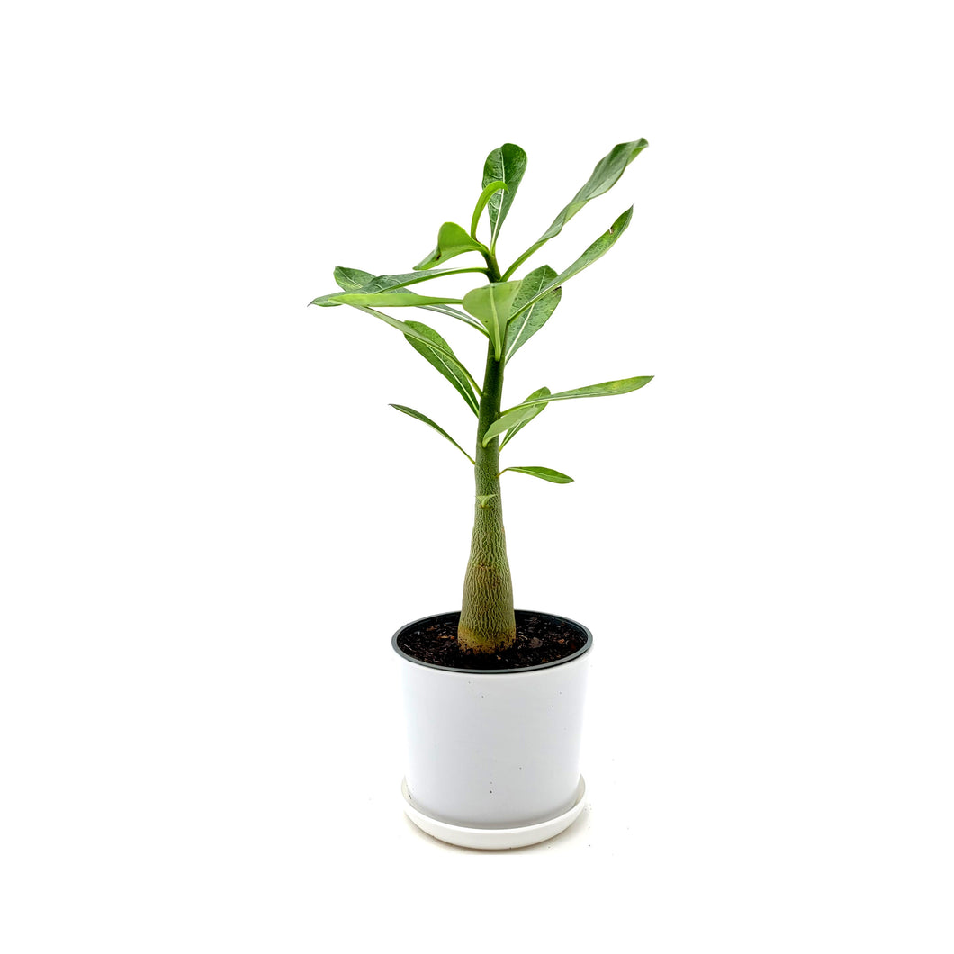 Desert Rose Plant, Adenium obesum, Succulent, Flowering Plant, 4.5” White Décor Pot