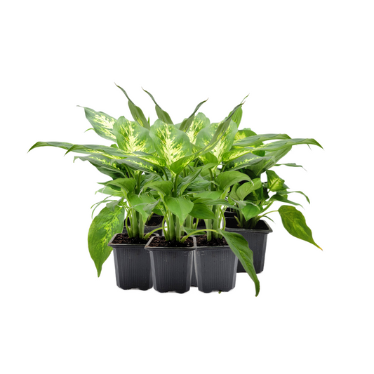 10-PK of Dieffenbachia Dumb Cane - Live Plant in 3-inch Pot, Stunning Variegated Tropical Houseplant (10 Count)