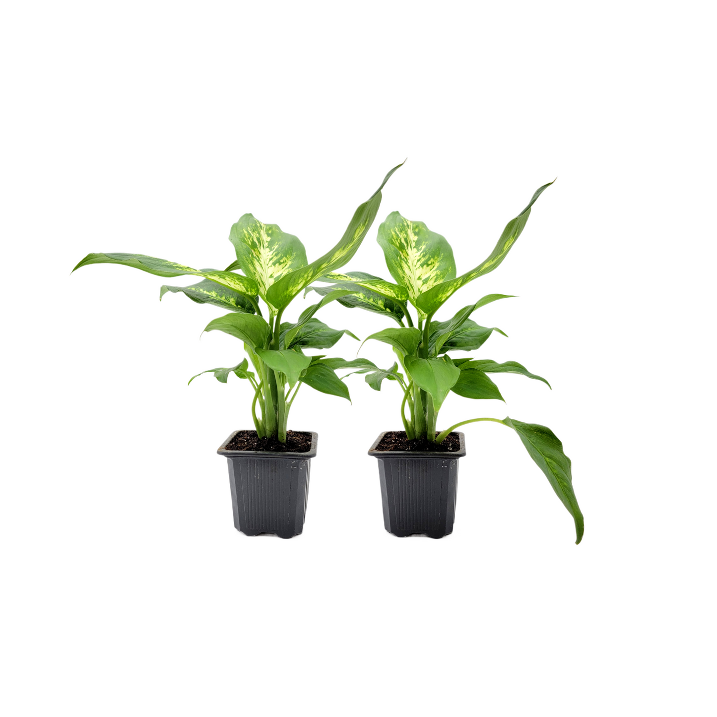 2PK of Dieffenbachia Dumb Cane - Live Plant in 3-inch Pot, Stunning Variegated Tropical Houseplant (2 Count)