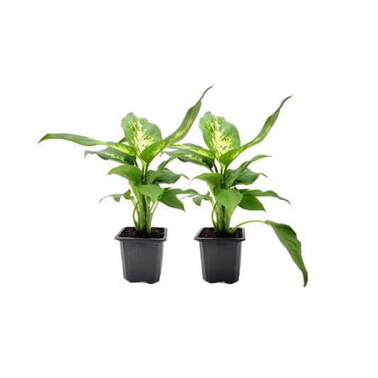2PK of Dieffenbachia Dumb Cane - Live Plant in 3-inch Pot, Stunning Variegated Tropical Houseplant (2 Count)