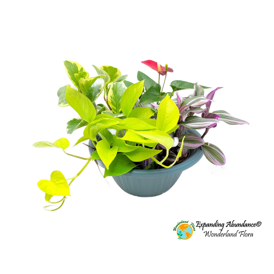 Plant Arrangement - Expanding Abundance