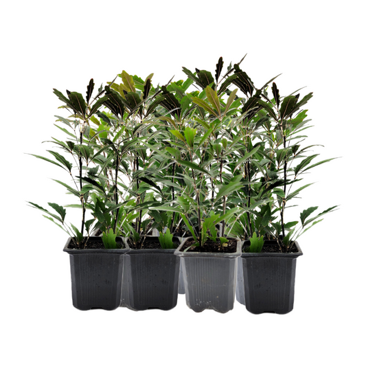 10-PK of False Aralia - Schefflera Elegantissima Live Plant in 3-inch Pot, Elegant Finger Leaf Tropical Houseplant (10 Count)