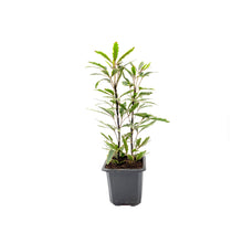 Load image into Gallery viewer, Two Variegated Indoor Trees, False Aralia and Arboricola Moondrop, 3” Pots
