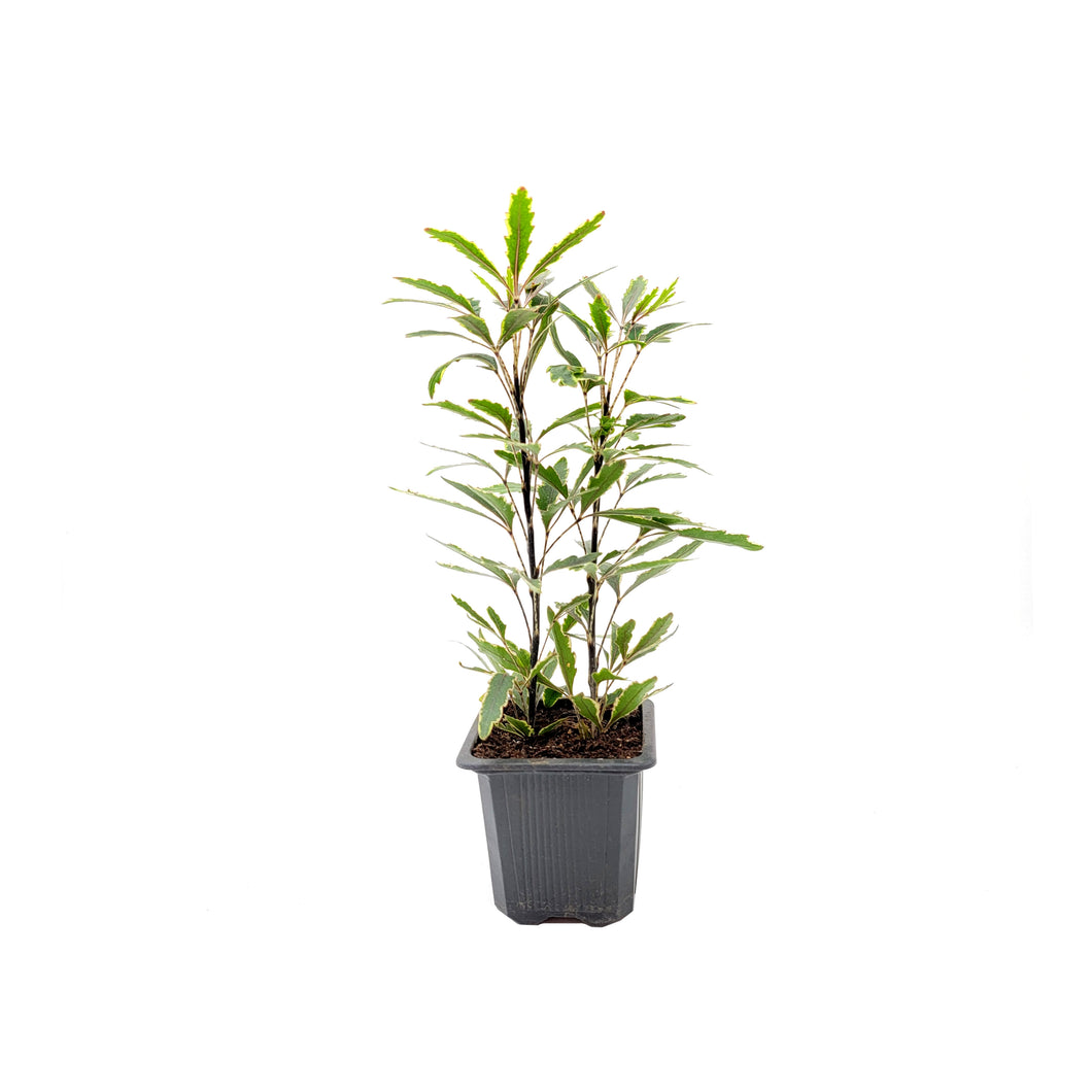 Gold Crest False Aralia, Spider Aralia – Indoor Tree, 3” Nursery Pot