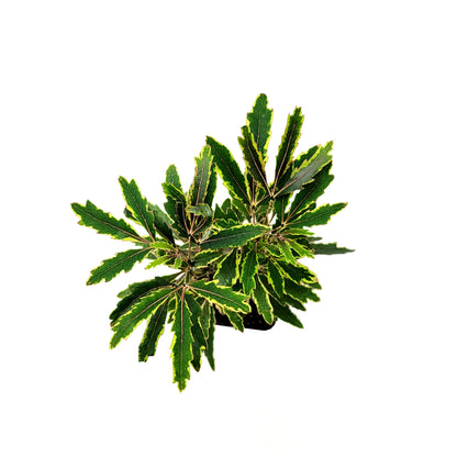 Gold Crest False Aralia, Spider Aralia – Indoor Tree, 3” Nursery Pot