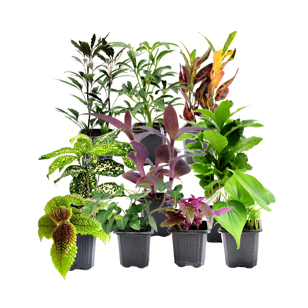10PK 3”-Pot Live Plant Collection, No Duplicates for up to Two Packs (20 Plants), Live Indoor Houseplants, Live House Plants, Easy to Grow, Indoor Gardening, Home Décor, Office Décor, Gifts