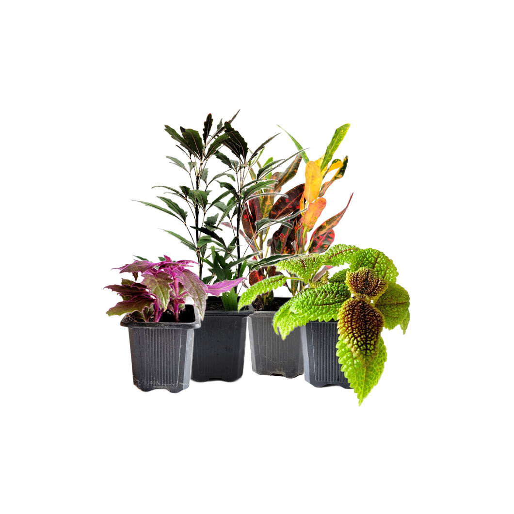 4PK 3”-Pot Live Plant Collection, No Duplicates for up to Four Packs (16 Plants), Live Indoor Houseplants, Live House Plants, Easy to Grow, Indoor Gardening, Home Décor, Office Décor, Gifts