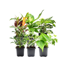 Load image into Gallery viewer, 6PK 3”-Pot Live Plant Collection, No Duplicates for up to Three Packs (18 Plants), Live Indoor Houseplants, Live House Plants, Easy to Grow, Indoor Gardening, Home Décor, Office Décor, Gifts
