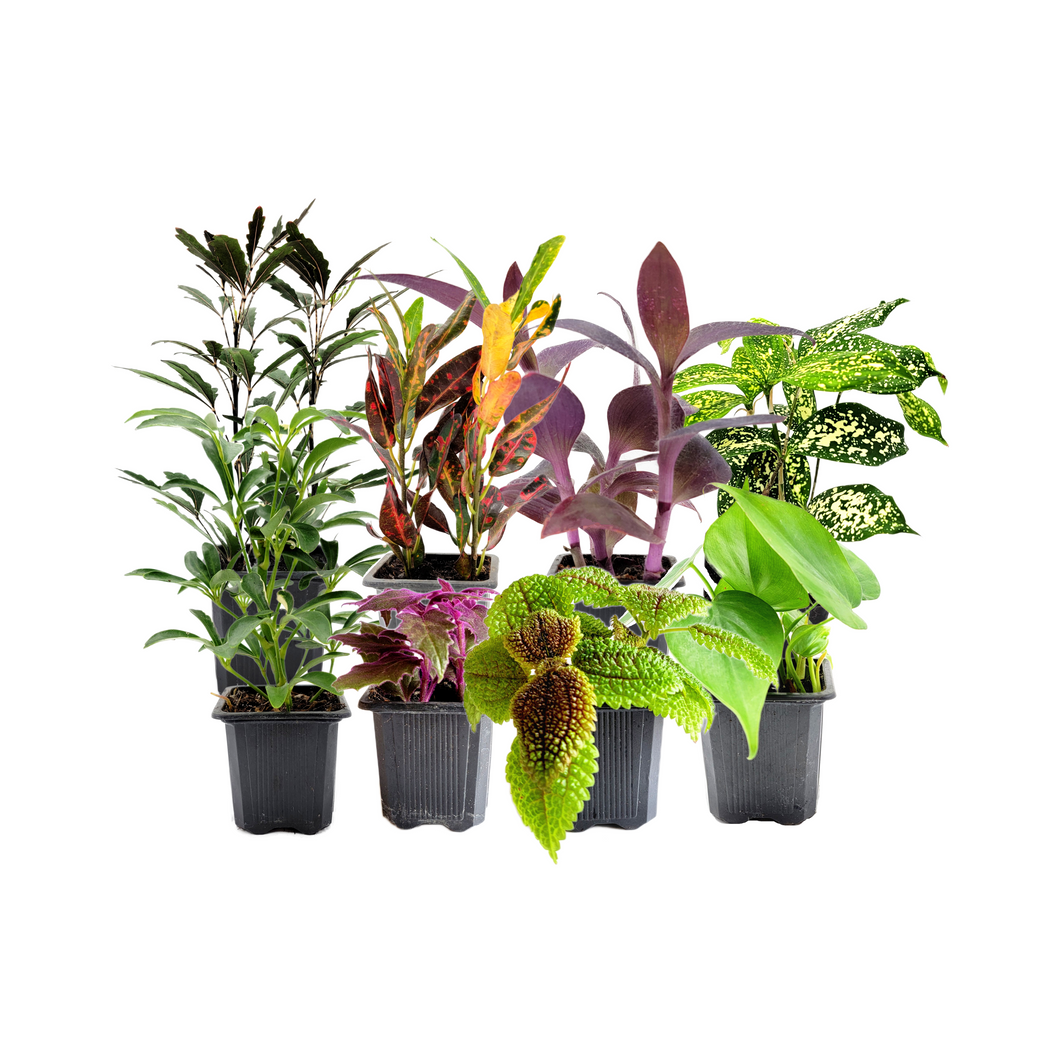 8PK 3”-Pot Live Plant Collection, No Duplicates for up to Two Packs (16 Plants), Live Indoor Houseplants, Live House Plants, Easy to Grow, Indoor Gardening, Home Décor, Office Décor, Gifts