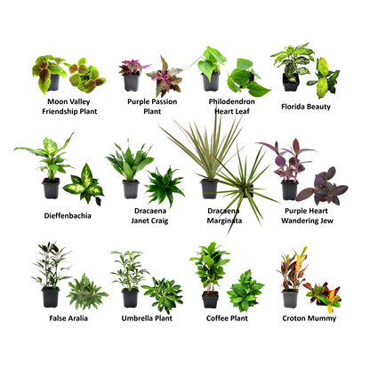 home indoor plants names 4PK 3”-Pot Live Plant Collection, No Duplicates for up to Four Packs ( – Wonderland Flora