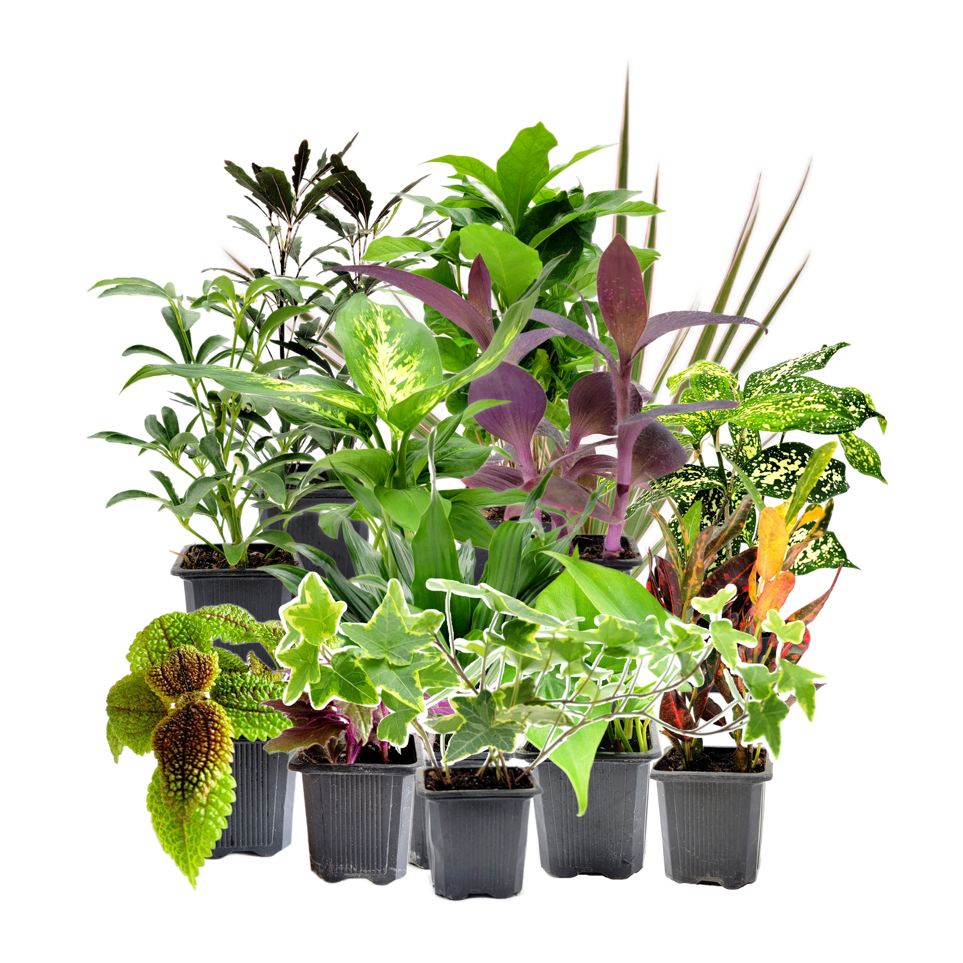 imported indoor plants 4PK 3-Pot Live Plant Collection, No Duplicates for up to Four Packs (16 Plants), Live Indoor Houseplants, Live House Plants, Easy to Grow, Indoor