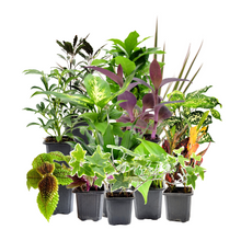 Load image into Gallery viewer, 4PK 3”-Pot Live Plant Collection, No Duplicates for up to Four Packs (16 Plants), Live Indoor Houseplants, Live House Plants, Easy to Grow, Indoor Gardening, Home Décor, Office Décor, Gifts
