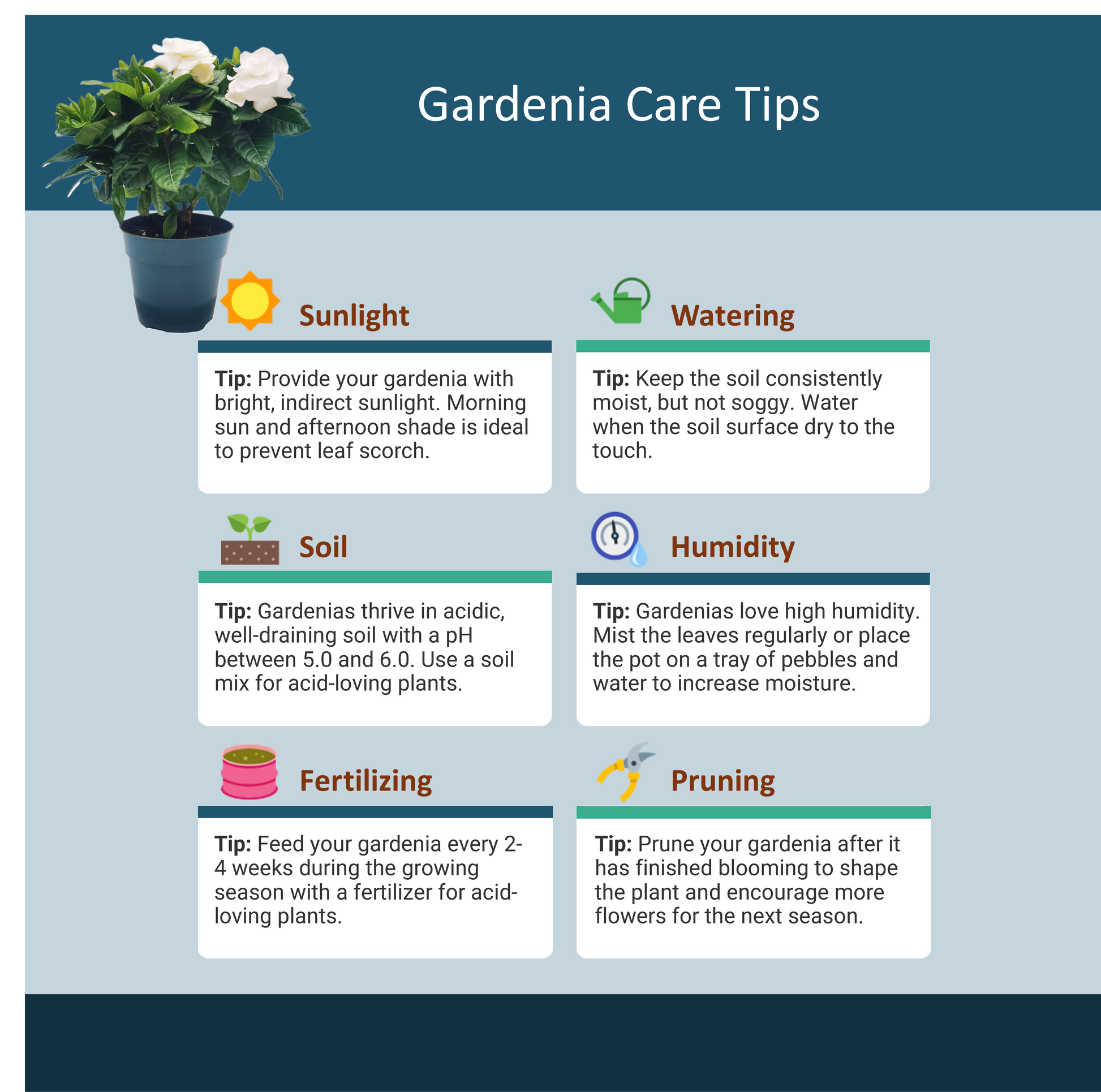 caring for gardenia plant in a pot Premium Gardenia Plant