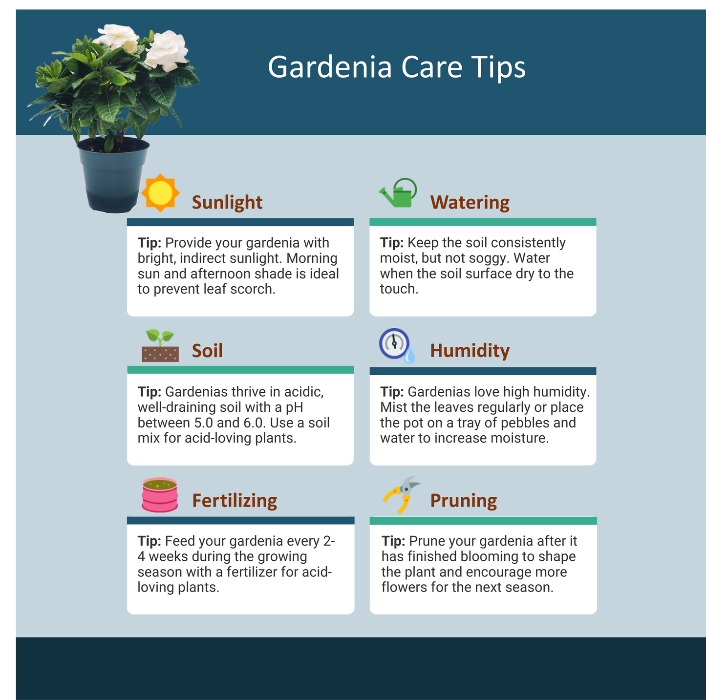 Premium Gardenia Plant - Gardenia Jasminoides Houseplant in 4.5-Inch Pots, Fragrant Indoor Plant with Glossy Evergreen Foliage