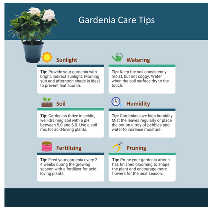 Premium Gardenia Plant - Gardenia Jasminoides Houseplant in 4.5-Inch Pots, Fragrant Indoor Plant with Glossy Evergreen Foliage