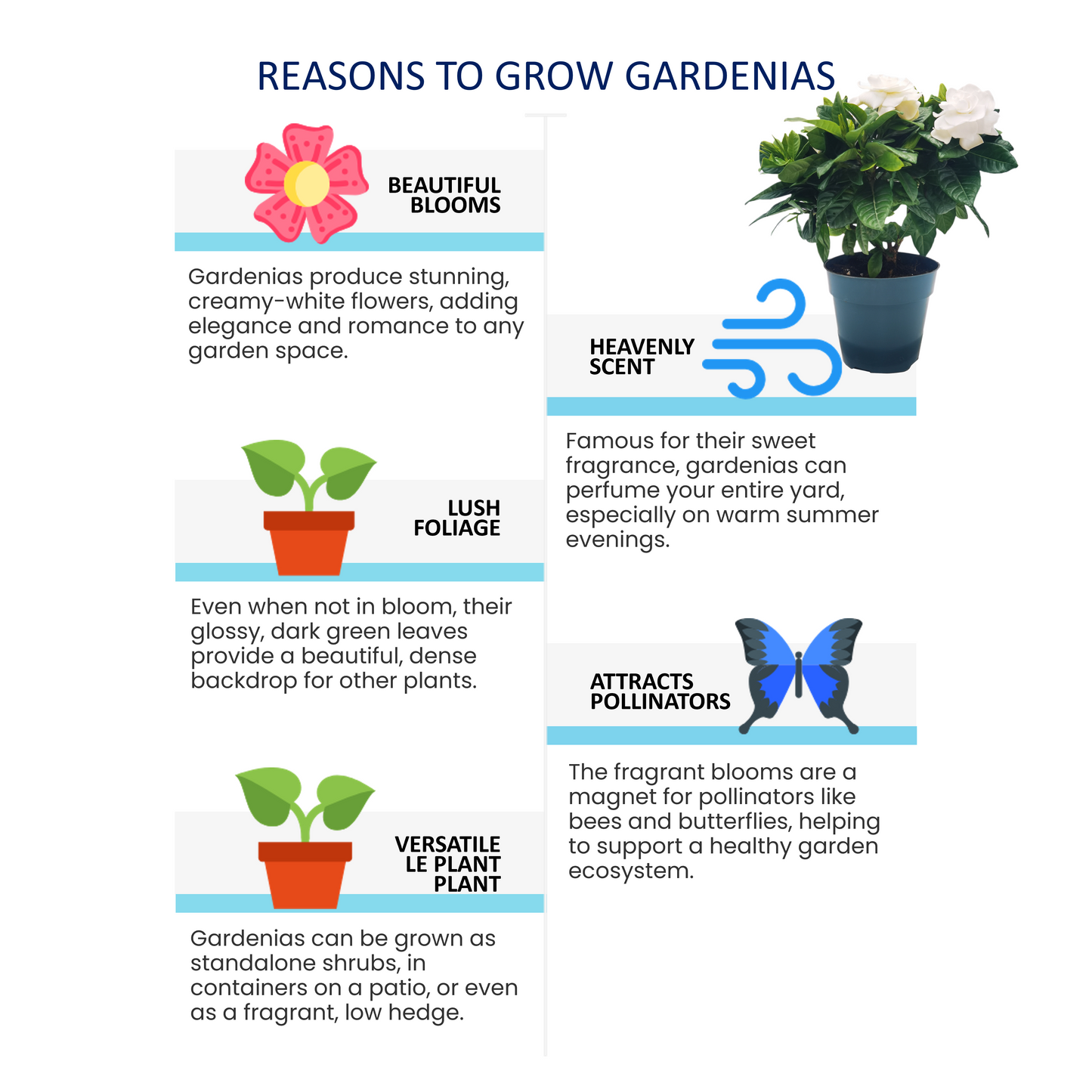 Premium Gardenia Plant - Gardenia Jasminoides Houseplant in 4.5-Inch Pots, Fragrant Indoor Plant with Glossy Evergreen Foliage