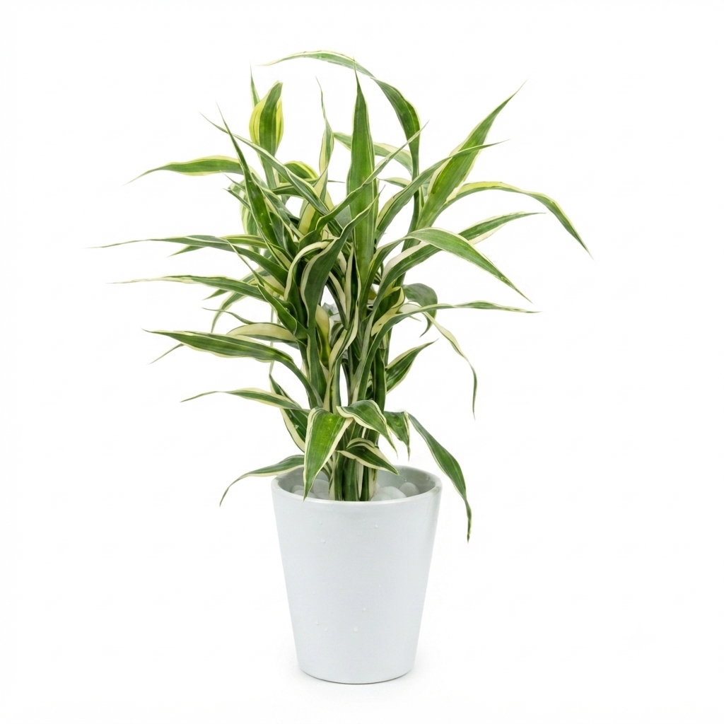 Hydroponic Dracaena Sanderiana Live Plant in 4.25" White Ceramic Pot | Lucky Bamboo Relative | Easy Care Indoor Air Purifying Houseplant