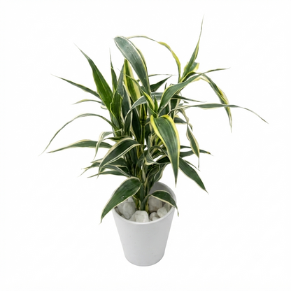 Hydroponic Dracaena Sanderiana Live Plant in 4.25" White Ceramic Pot | Lucky Bamboo Relative | Easy Care Indoor Air Purifying Houseplant