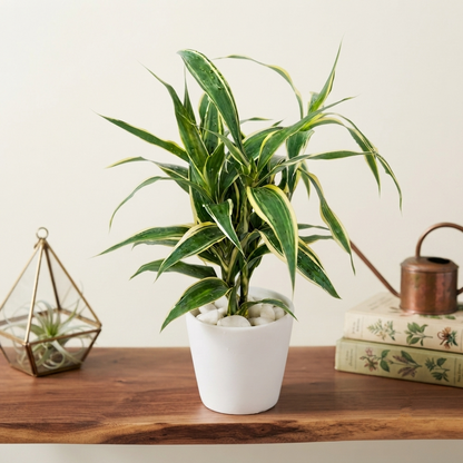 Hydroponic Dracaena Sanderiana Live Plant in 4.25" White Ceramic Pot | Lucky Bamboo Relative | Easy Care Indoor Air Purifying Houseplant