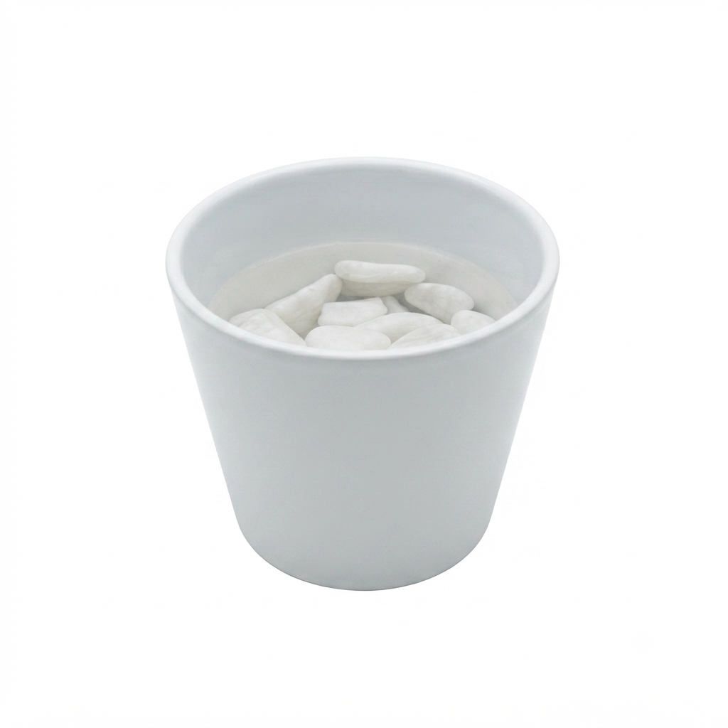 Hydroponic Dracaena Sanderiana Live Plant in 4.25" White Ceramic Pot | Lucky Bamboo Relative | Easy Care Indoor Air Purifying Houseplant