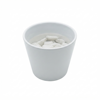 Hydroponic Dracaena Sanderiana Live Plant in 4.25" White Ceramic Pot | Lucky Bamboo Relative | Easy Care Indoor Air Purifying Houseplant