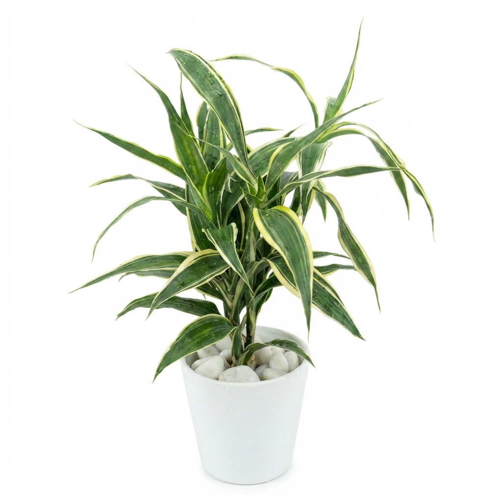 Hydroponic Dracaena Sanderiana Live Plant in 4.25" White Ceramic Pot | Lucky Bamboo Relative | Easy Care Indoor Air Purifying Houseplant