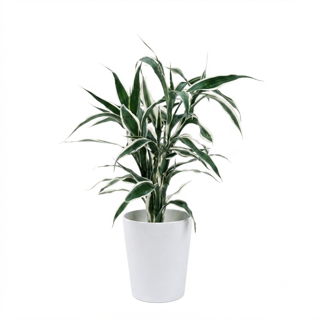 Hydroponic Dracaena Sanderiana Live Plant in 4.25" White Ceramic Pot | Lucky Bamboo Relative | Easy Care Indoor Air Purifying Houseplant