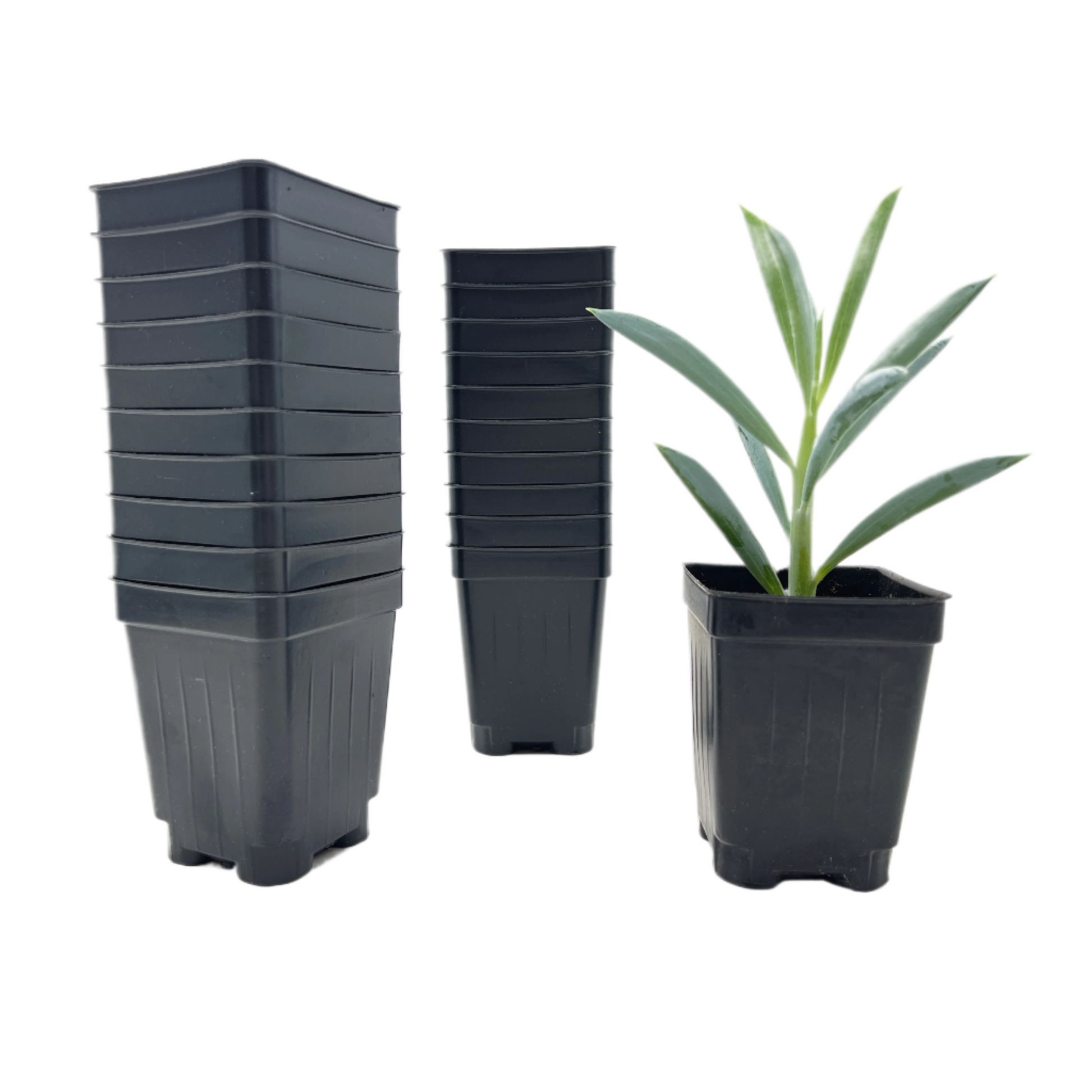 3 inch square pots for plants 100-Pack Deep 3-Inch Square Nursery Pots with Drainage Holes