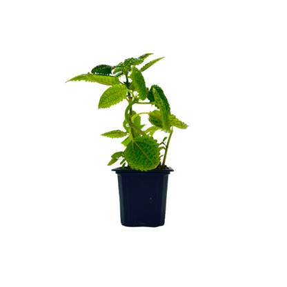 2-PK of Moon Valley Pilea (2 Count) – Textured Foliage Houseplant for Indoor Decor & Easy Care, 3-Inch Pot, Pet Safe