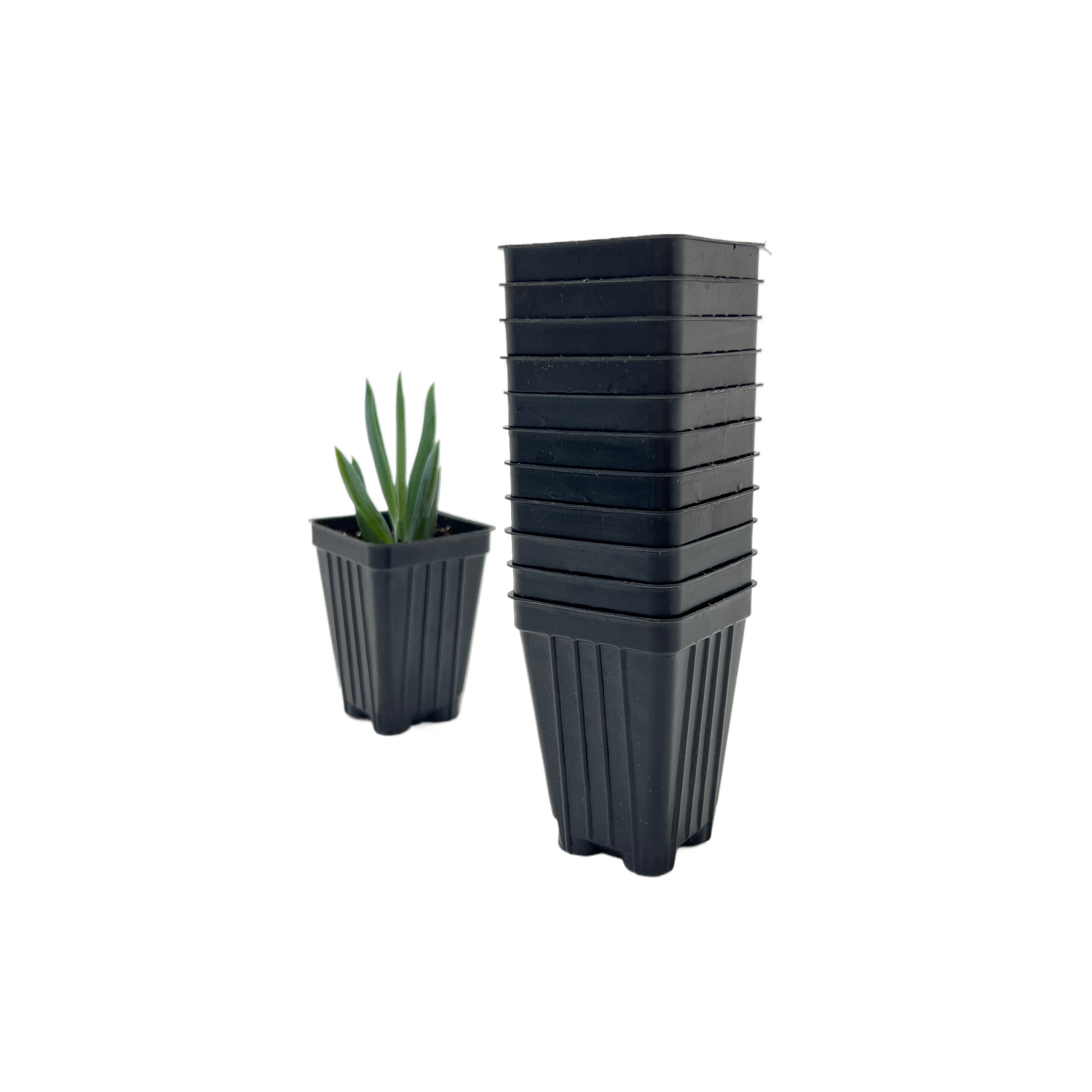 2 inch pots for plants 100-Pack of Deep 2-inch Root Trainer Pots for Seedlings and Cuttings ( – Wonderland Flora