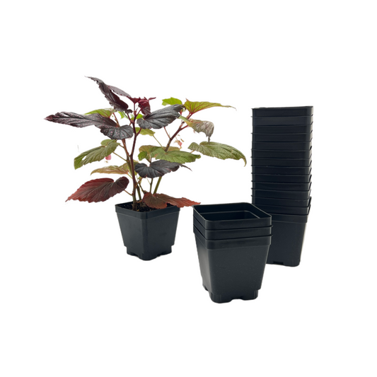 Pot Image