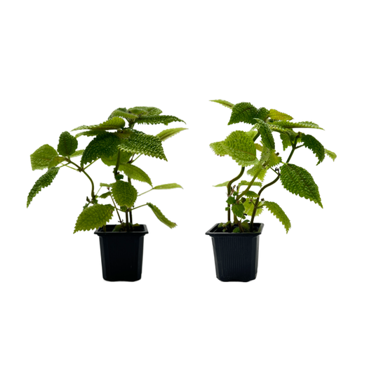 2-PK of Moon Valley Pilea (2 Count) – Textured Foliage Houseplant for Indoor Decor & Easy Care, 3-Inch Pot, Pet Safe