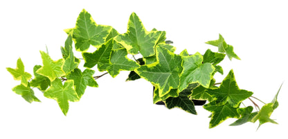 English Ivy ‘Goldchild’ – Variegated Trailing Plant in 3-inch Pot, Easy-Care Live Houseplant for Hanging Baskets & Indoor Decor