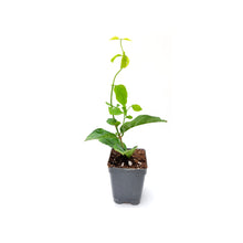 Load image into Gallery viewer, 3&quot;-Pot Jasmine Maid of Orleans, Jasminum Sambac, Arabian Jasmine, Sambac Jasmine, Tea Jasmine – Fragrant Plant, Jasmine Tea, Garden Plant

