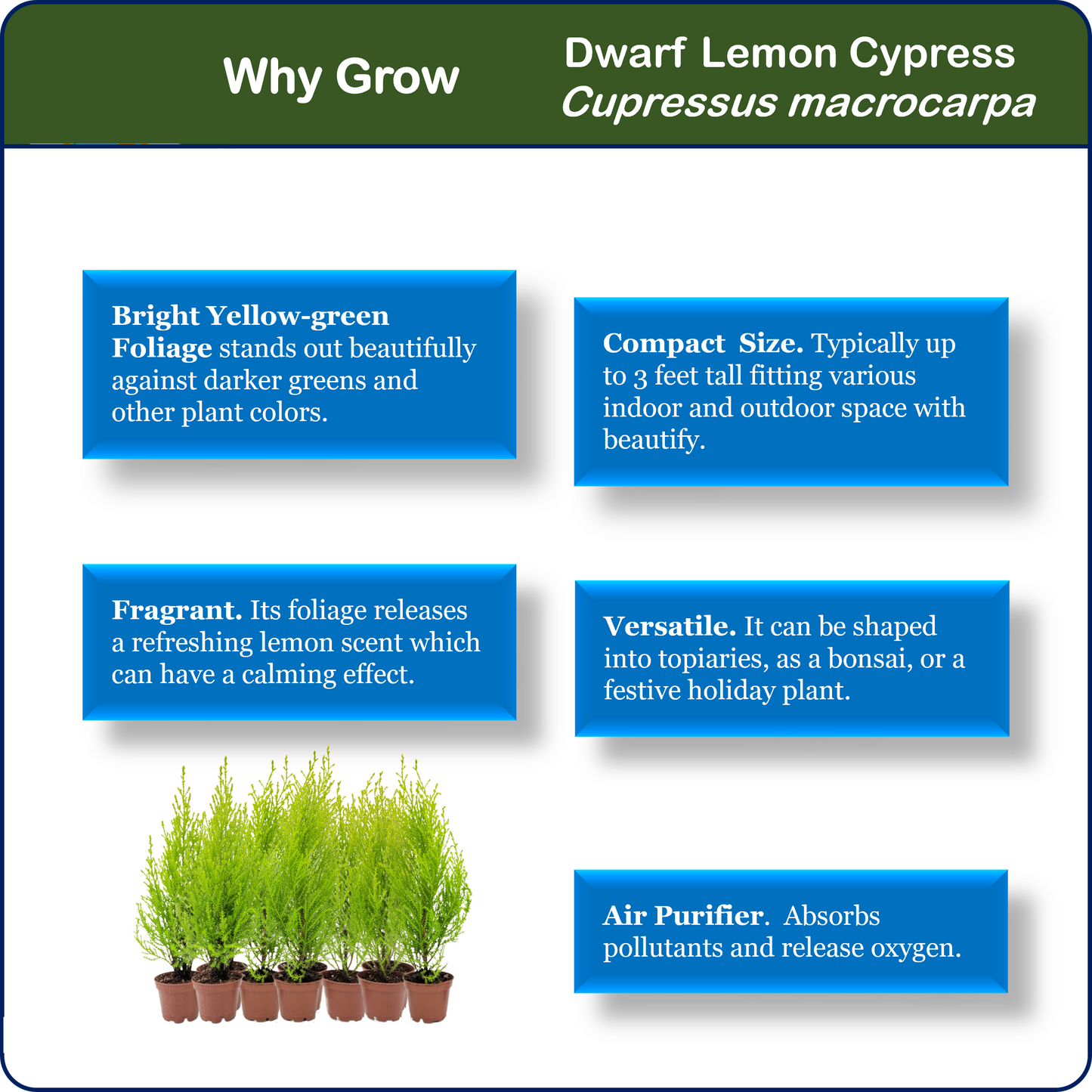 10-PK Live Dwarf Lemon Cypress, Cupressus macrocarpa ‘Goldcrest Wilma,’ Live Indoor Tree, Houseplant, Garden Plant, Fragrant Plant, 2.5-in Pot