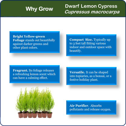 10-PK Live Dwarf Lemon Cypress, Cupressus macrocarpa ‘Goldcrest Wilma,’ Live Indoor Tree, Houseplant, Garden Plant, Fragrant Plant, 2.5-in Pot