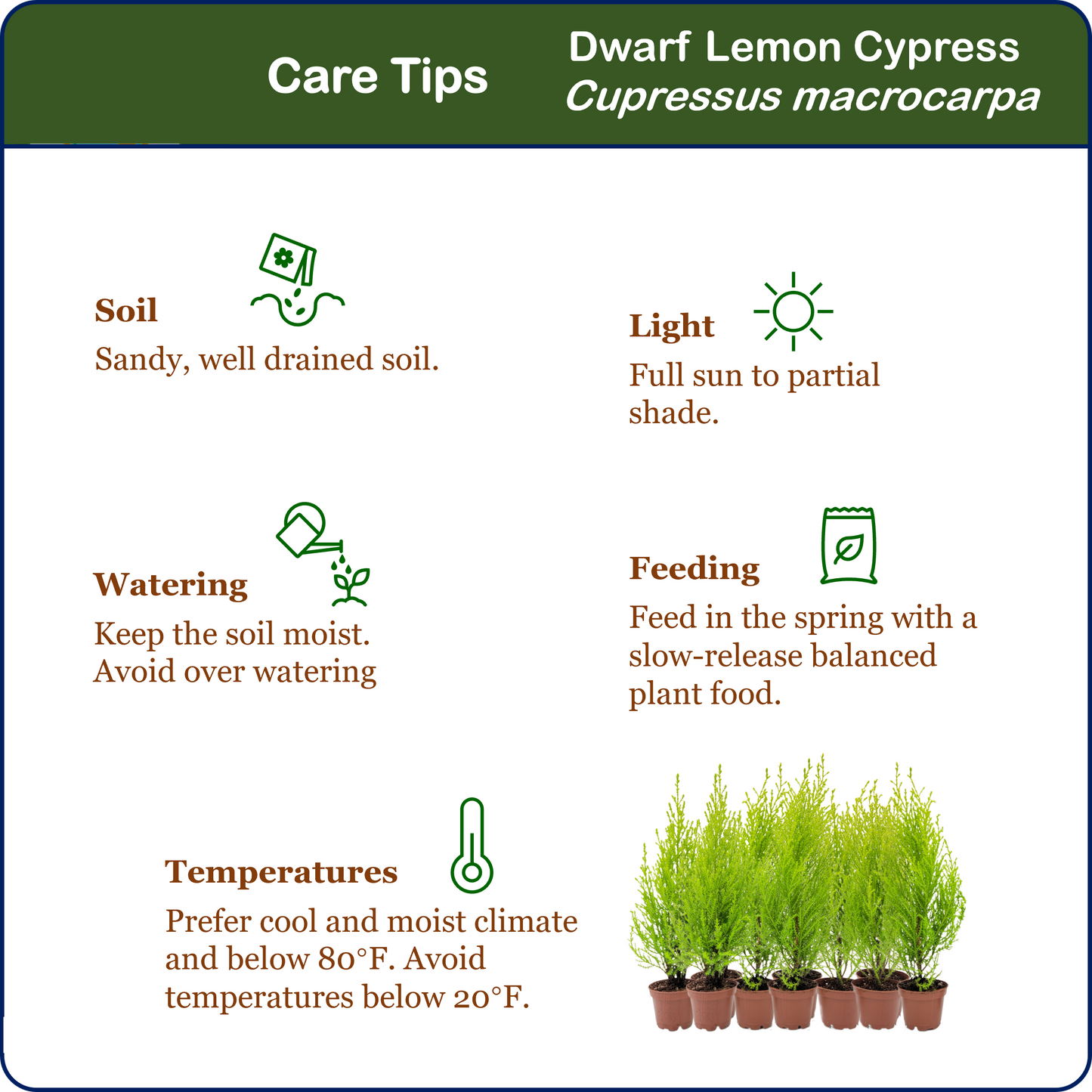 10-PK Live Dwarf Lemon Cypress, Cupressus macrocarpa ‘Goldcrest Wilma,’ Live Indoor Tree, Houseplant, Garden Plant, Fragrant Plant, 2.5-in Pot