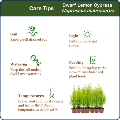 10-PK Live Dwarf Lemon Cypress, Cupressus macrocarpa ‘Goldcrest Wilma,’ Live Indoor Tree, Houseplant, Garden Plant, Fragrant Plant, 2.5-in Pot