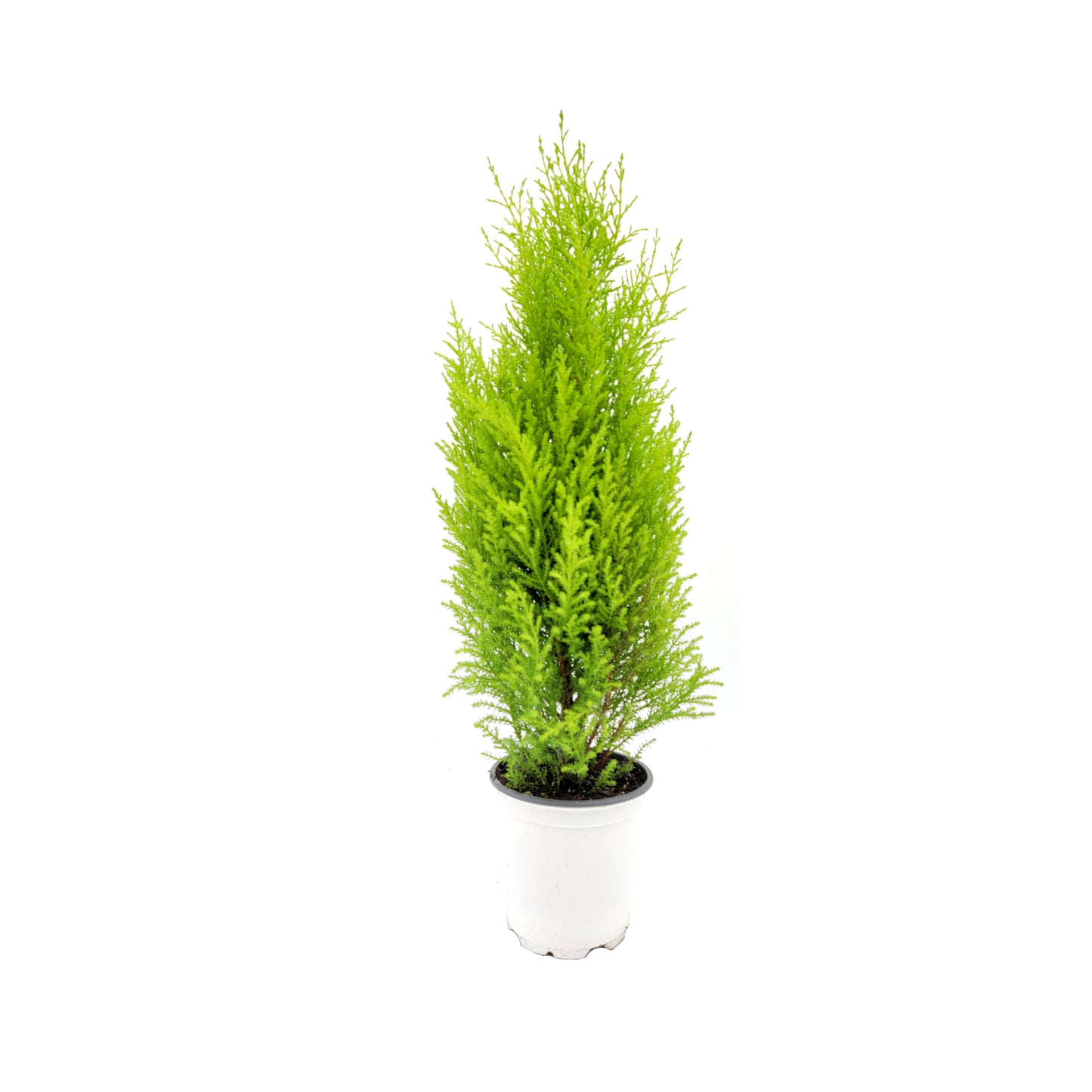 Live Dwarf Lemon Cypress, Cupressus macrocarpa ‘Goldcrest Wilma,’ Live Indoor Tree, Houseplant, Garden Plant, Fragrant Plant, 4.5-in Pots