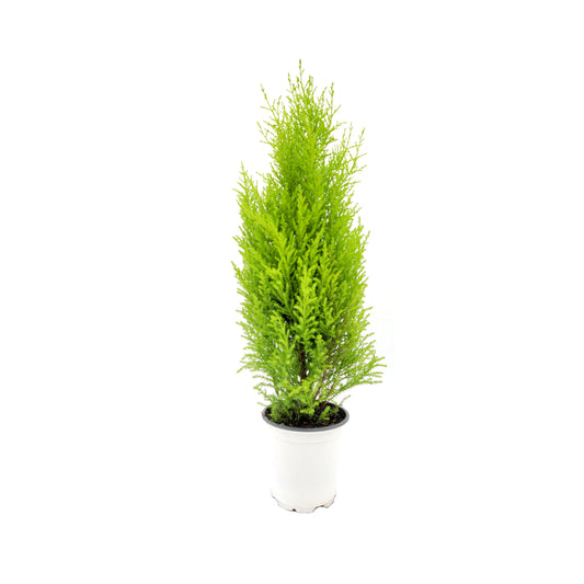 Live Dwarf Lemon Cypress, Cupressus macrocarpa ‘Goldcrest Wilma,’ Live Indoor Tree, Houseplant, Garden Plant, Fragrant Plant, 4.5-in Pots