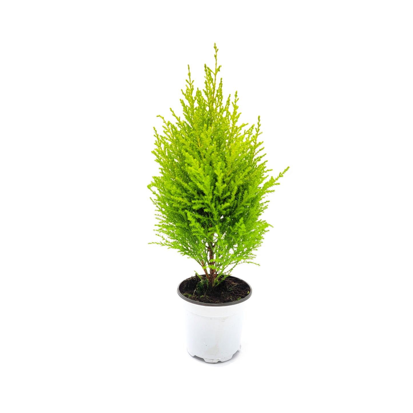 Live Dwarf Lemon Cypress, Cupressus macrocarpa ‘Goldcrest Wilma,’ Live Indoor Tree, Houseplant, Garden Plant, Fragrant Plant, 4.5-in Pots
