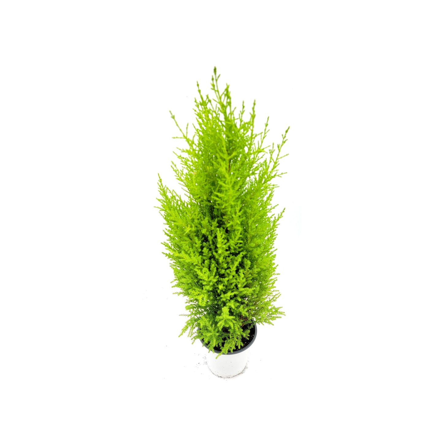Live Dwarf Lemon Cypress, Cupressus macrocarpa ‘Goldcrest Wilma,’ Live Indoor Tree, Houseplant, Garden Plant, Fragrant Plant, 4.5-in Pots