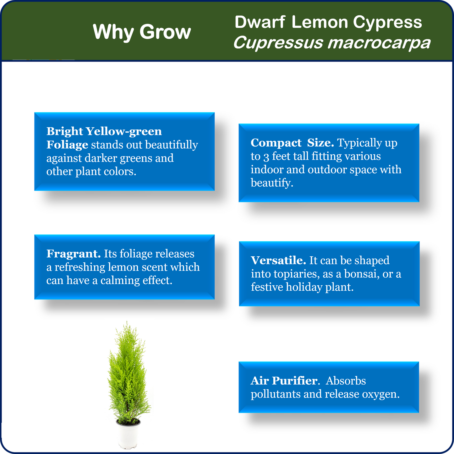 Live Dwarf Lemon Cypress, Cupressus macrocarpa ‘Goldcrest Wilma,’ Live Indoor Tree, Houseplant, Garden Plant, Fragrant Plant, 4.5-in Pots