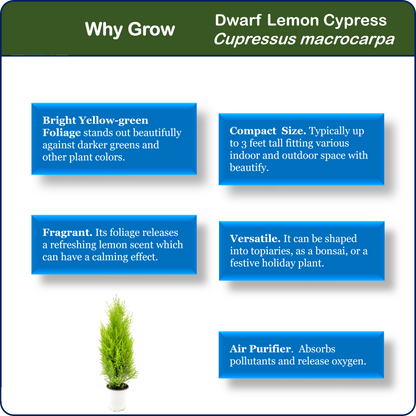 Live Dwarf Lemon Cypress, Cupressus macrocarpa ‘Goldcrest Wilma,’ Live Indoor Tree, Houseplant, Garden Plant, Fragrant Plant, 4.5-in Pots