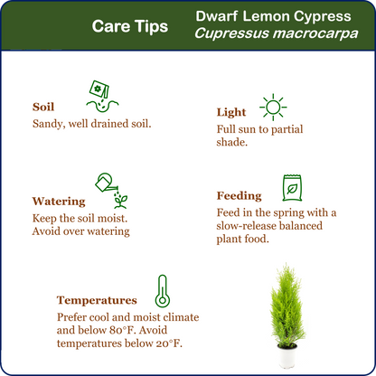 Live Dwarf Lemon Cypress, Cupressus macrocarpa ‘Goldcrest Wilma,’ Live Indoor Tree, Houseplant, Garden Plant, Fragrant Plant, 4.5-in Pots
