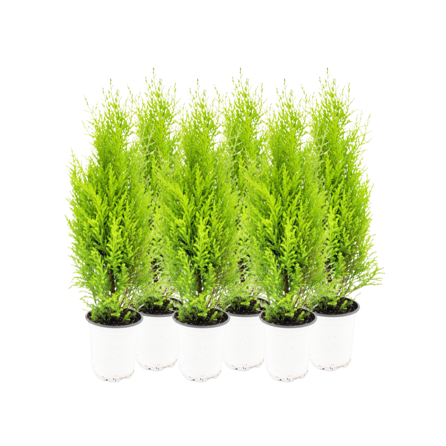 6-PK Live Dwarf Lemon Cypress, Cupressus macrocarpa ‘Goldcrest Wilma,’ Live Indoor Tree, Houseplant, Garden Plant, Fragrant Plant, 4.5-in Pots