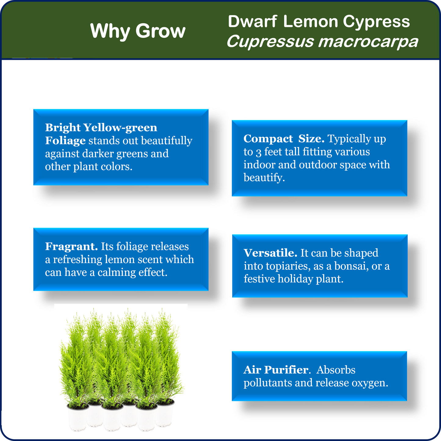 6-PK Live Dwarf Lemon Cypress, Cupressus macrocarpa ‘Goldcrest Wilma,’ Live Indoor Tree, Houseplant, Garden Plant, Fragrant Plant, 4.5-in Pots